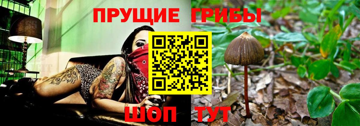 Галлюциногенные грибы Psilocybe Семилуки